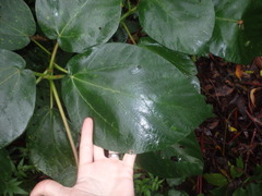 Dendrocnide photiniiphylla