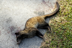 Paradoxurus musangus