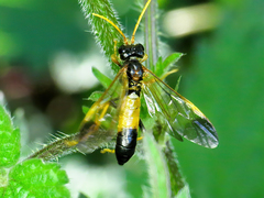 Tenthredo campestris