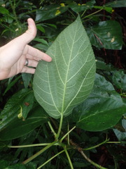 Dendrocnide photiniiphylla