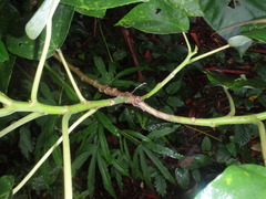 Dendrocnide photiniiphylla