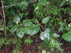 Dendrocnide photiniiphylla