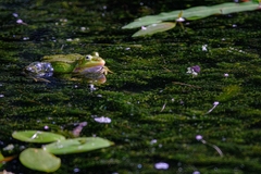 Pelophylax lessonae