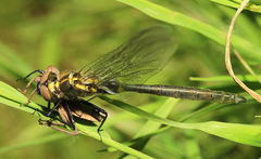 Somatochlora exuberata