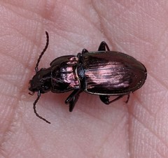 Pterostichus burmeisteri