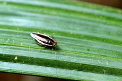 Pseudophyllodromia laticeps