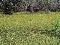 Ranunculus polyphyllus