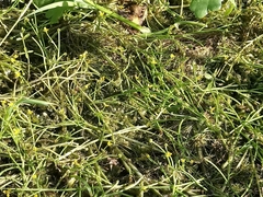 Ranunculus polyphyllus