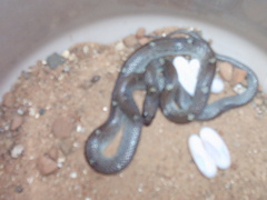 Lycodon anamallensis