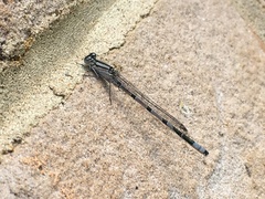 Enallagma cyathigerum