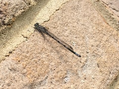 Enallagma cyathigerum