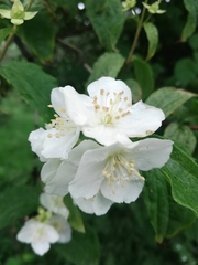 Philadelphus tenuifolius