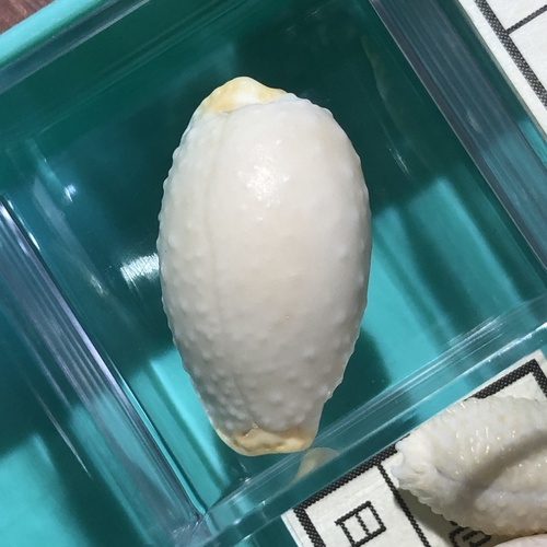 シボリダカラ