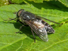 Hybomitra bimaculata