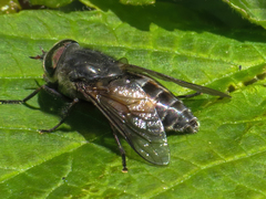 Hybomitra bimaculata