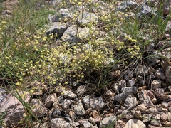 Rumia crithmifolia