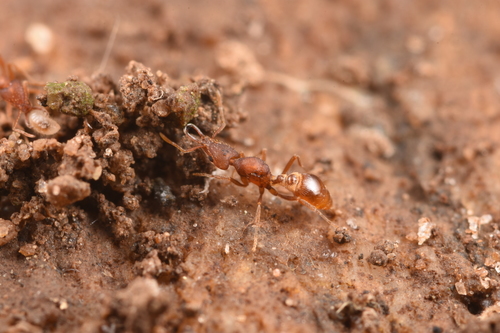 阳泉瘤颚蚁Strumigenys solifontis
