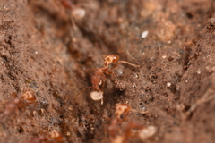 Strumigenys solifontis