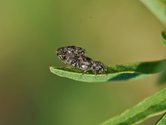 Phyllobaenus