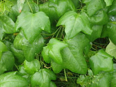 Passiflora herbertiana herbertiana