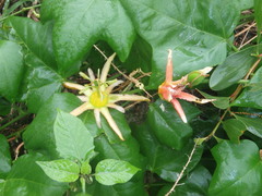 Passiflora herbertiana herbertiana