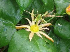 Passiflora herbertiana herbertiana