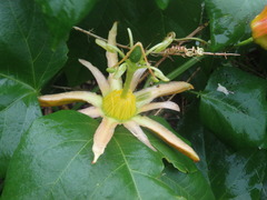 Passiflora herbertiana herbertiana