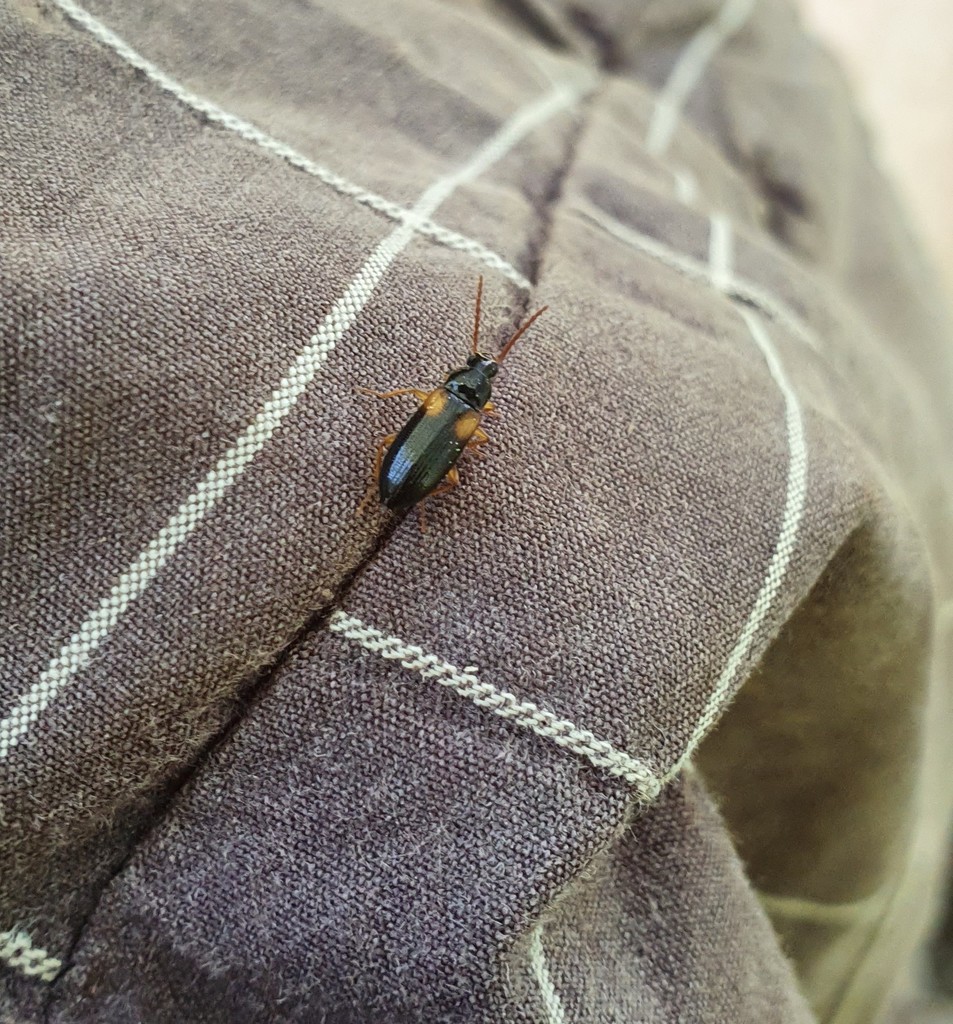 Mycetochara flavipes
