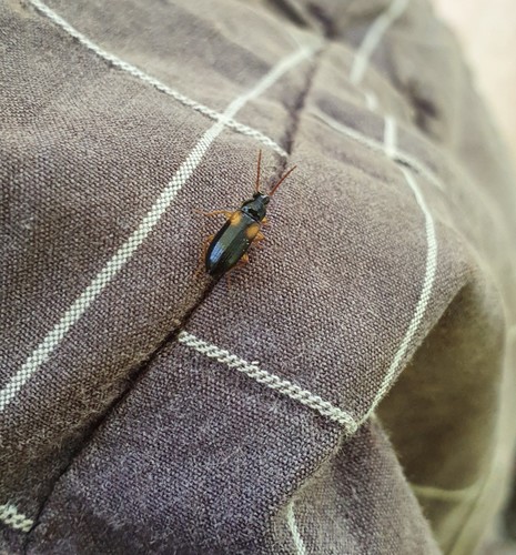 Mycetochara flavipes