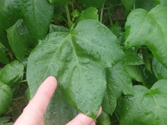 Passiflora herbertiana herbertiana