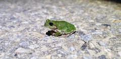 Hyla japonica