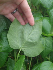 Passiflora herbertiana herbertiana