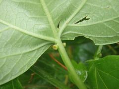 Passiflora herbertiana herbertiana
