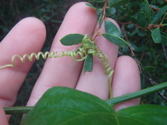 Passiflora herbertiana herbertiana