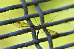 Leptotarsus binotatus