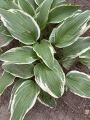 Hosta undulata