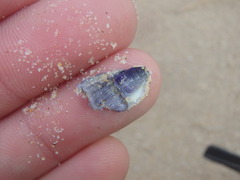 Austrobalanus imperator