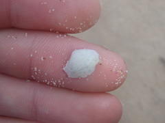 Myadora pandoriformis