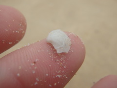 Myadora pandoriformis