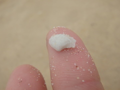 Myadora pandoriformis