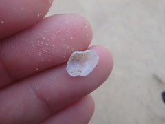 Myadora pandoriformis