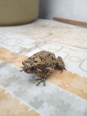 Kaloula baleata