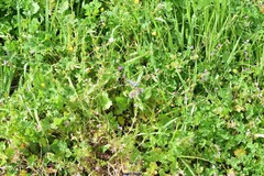 Medicago arabica