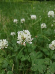 Trifolium repens