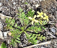 Diplotaxis catholica