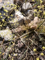 Rumia crithmifolia