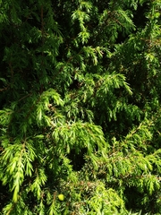 Juniperus communis