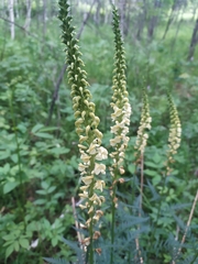 Pedicularis incarnata