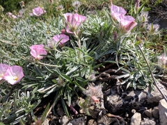 Convolvulus calvertii