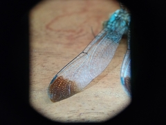 Zyxomma obtusum